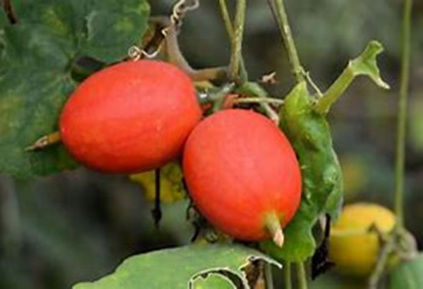 87 カラスウリ – 牧野富太郎の道を歩く in 大月町